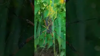 🕷️🇷🇪 #iledelareunion #ileintense #nature #shorts #spiderman #araign&eacute;e #beautiful #beauty #team974