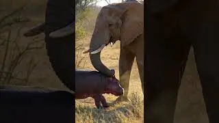 🌍 UNBELIEVABLE MOMENT! ELEPHANT LIFTS HIPPO TO SAFETY!