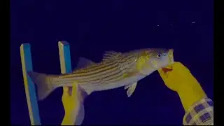 Striped Bass, Striped Porgies, and Sight-casting a Leaping Sea Robin