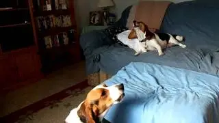Beagles howling!