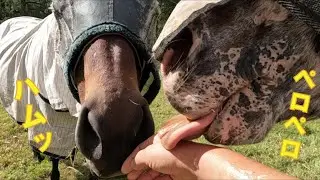 ハムハムする馬と、ペロペロする馬　人の手=食べ物と思ってる馬たち【ペット】