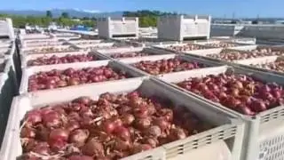 Food Cooking Fast Workers #1 ! God level Compilation 2016 - Fastjob Skilled Amazing Fastwo