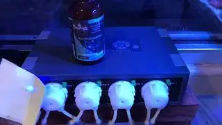 Reef tank | Feeding corals | Polyp Lab