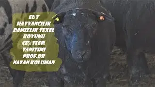 DAMIZLIK TEXEL KOYUN ÇEŞİTLERİ