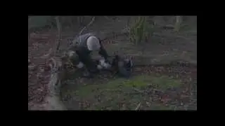 BEST FALCONRY HD VIDEO EVER 2014