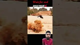 eagle attack rabbit and Falcon  attack king of sky #shorts #viral #animals #explore