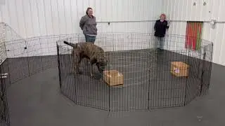 Happy Ratters: A-Maze-Ing Rat Level 2