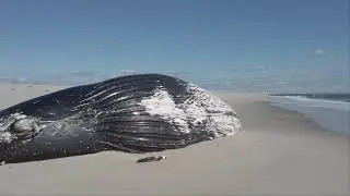 Whale Sighting Fire Island National Seashore