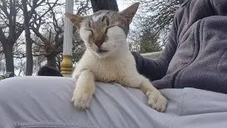 The Street Cat hugs me and asks me to be her Friend.