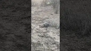 Прекрасный броненосец!!