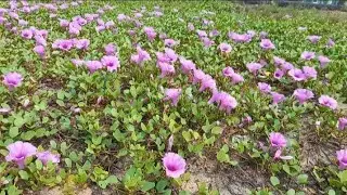 Let's Explore Unseen Kollam - Thaani Beach