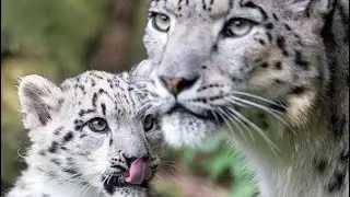 The kingdom of the snow leopard in Almaty