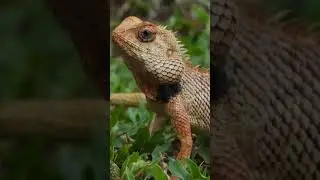 Funny Pet Compilations..Try Not To Laugh Challenge #pets #shorts #petcompilation #petcompilations