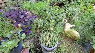 Декабрьские зарисовки.