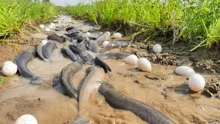 This Monster Catfish and Duck Eggs Were Hiding in a Rice Field!