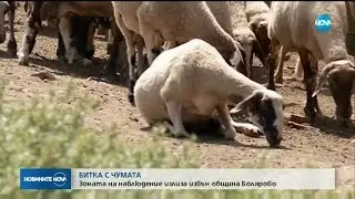 Битка с чумата - Новините на NOVA (23.07.2018)