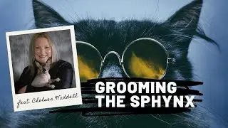 Grooming the Sphynx with Chelsea Waddell