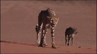 Cheetah high speed animal hunt