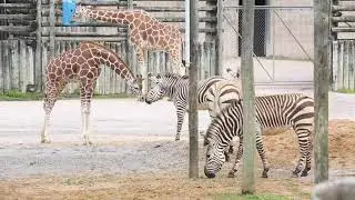 Zoo Knoxville giraffe and zebra herds introduced