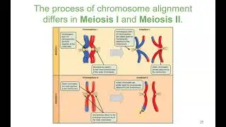 Chapter 11 Meiosis and Sexual Reproduction
