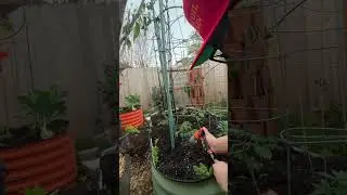 When Should You Water Tomato Plants
