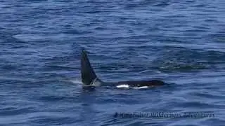 Orca Waters Explorer - Kayak Tour With Kingfisher Wilderness Adventures