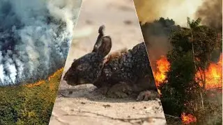 Amazon Rainforest fire 🔥 | Save Amazon Rainforest |Save Animals