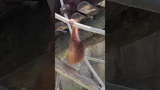 Baby Orangutan Hijinks!