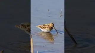 Common snipe&rsquo;s hunting #snipe #birds