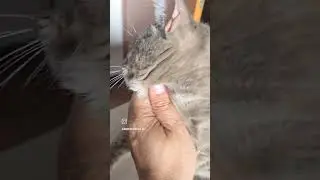 A Fred piacciono i grattini #gatti #gattidivertenti #cat #animals #love