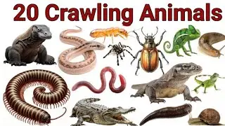 रेंगने वाले जानवर नाम सीखों | Learn 20 Crawling Animal Names for Kids with Pictures