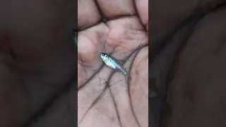 A Heartwarming Moment: Saving a Little Life! ❤️#shorts #fish #animals