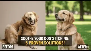 How to Soothe Your Dog's Itching: 5 Proven Solutions You Need to Try!