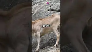 How Mountain Goats Defy Gravity!