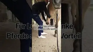 #pferd #horse #pferddiy #pferddehnen #equinesasthma #diy #pferdewissen #pferdekurs #besseeatmen