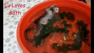 Baby Monkey Lu Loves Bath Everyday | Shower With Forest Bitter Melon