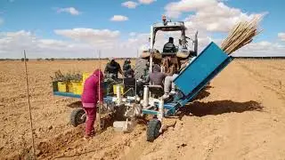 Plantation d'oliviers Sfax Tunisie