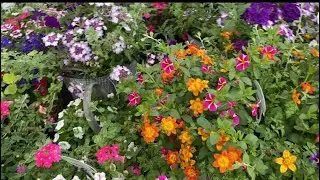 Shop with me at Dobbies Garden Centre|| Outdoor Plants