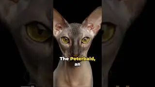 #Top10 #Unique #Cat #Breeds #Furry #Wonders #JustInTime #Shorts