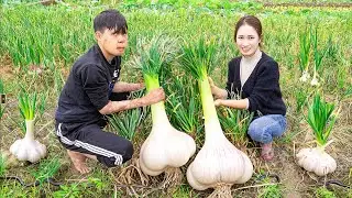 Harvesting 50 Kg GARLIC - Make Soaked Garlic With Chili Goes to the market sell | Lý Thị Hoa