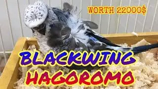 HOW TO PRODUCE BLACKWING HAGOROMO 2019