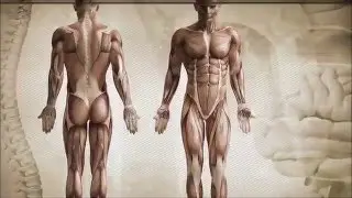 respiration and muscles