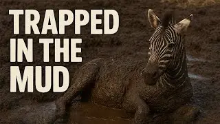 Trapped in the Mud: A Zebra&rsquo;s Rescue