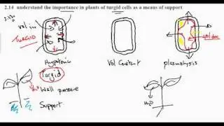 2.14 Turgid Plant Cells