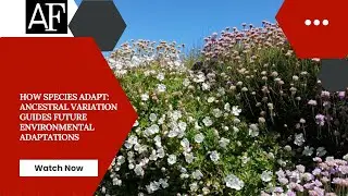 How species adapt: Ancestral variation guides future environmental adaptations