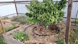Sept 19 2024 OUTDOOR ARIZONA CANNABIS GROW