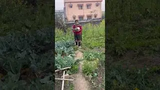 गोभी | organic harvesting gobhi #homegardening #vegetables #gobhikikheti #shorts #gardening