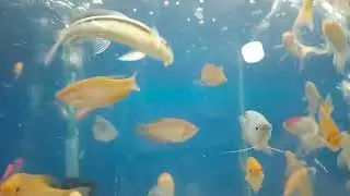 আল্লাহর কি অপরূপ সুন্দর্য আকাশনীয় মাছ 