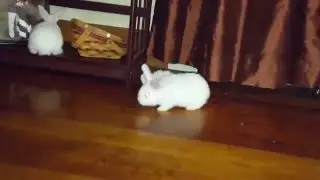 Who needs a wheel chair? Wheelz the disabled bunny is very abled.