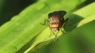 Muscidae Fly Stock Video